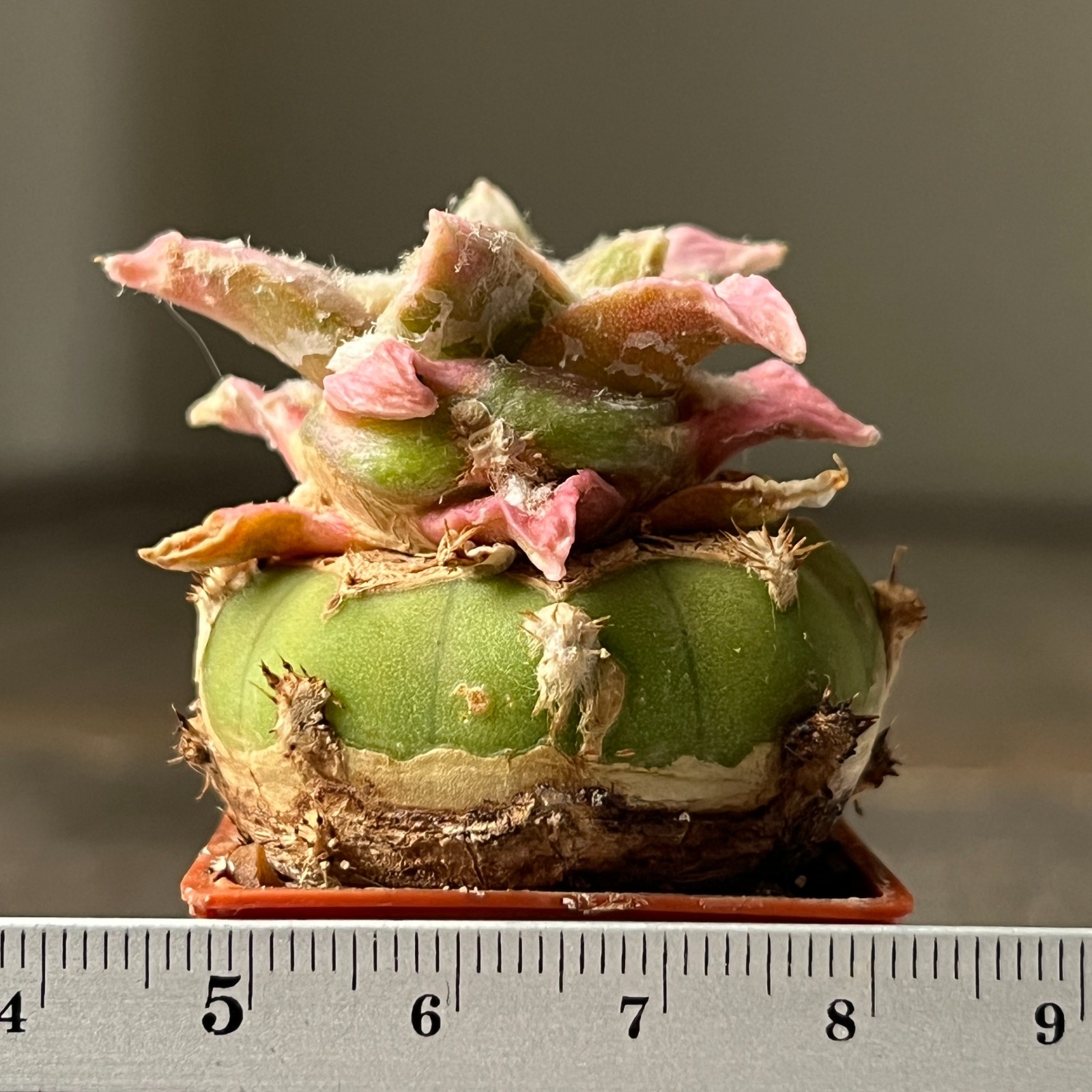 A17-1467 Cactus hybr (ag x kotsch), F2 f. variegata, grafted