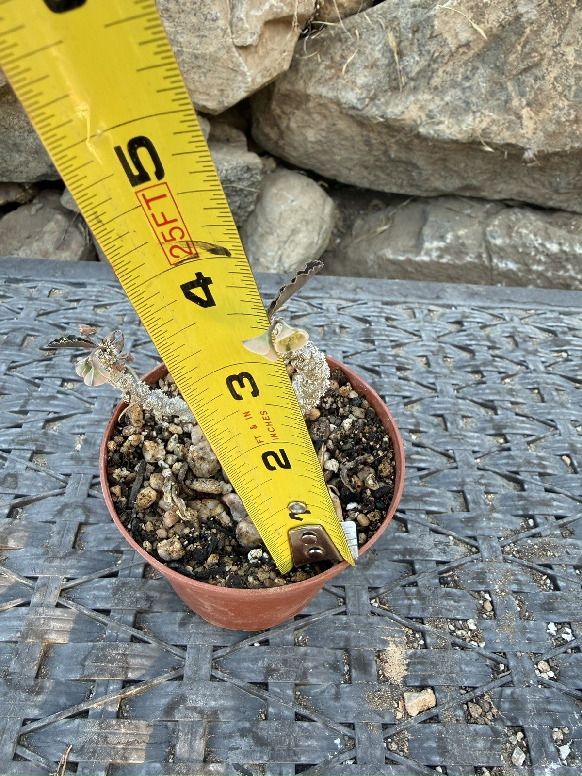 Euphorbia suzannae-marnierae