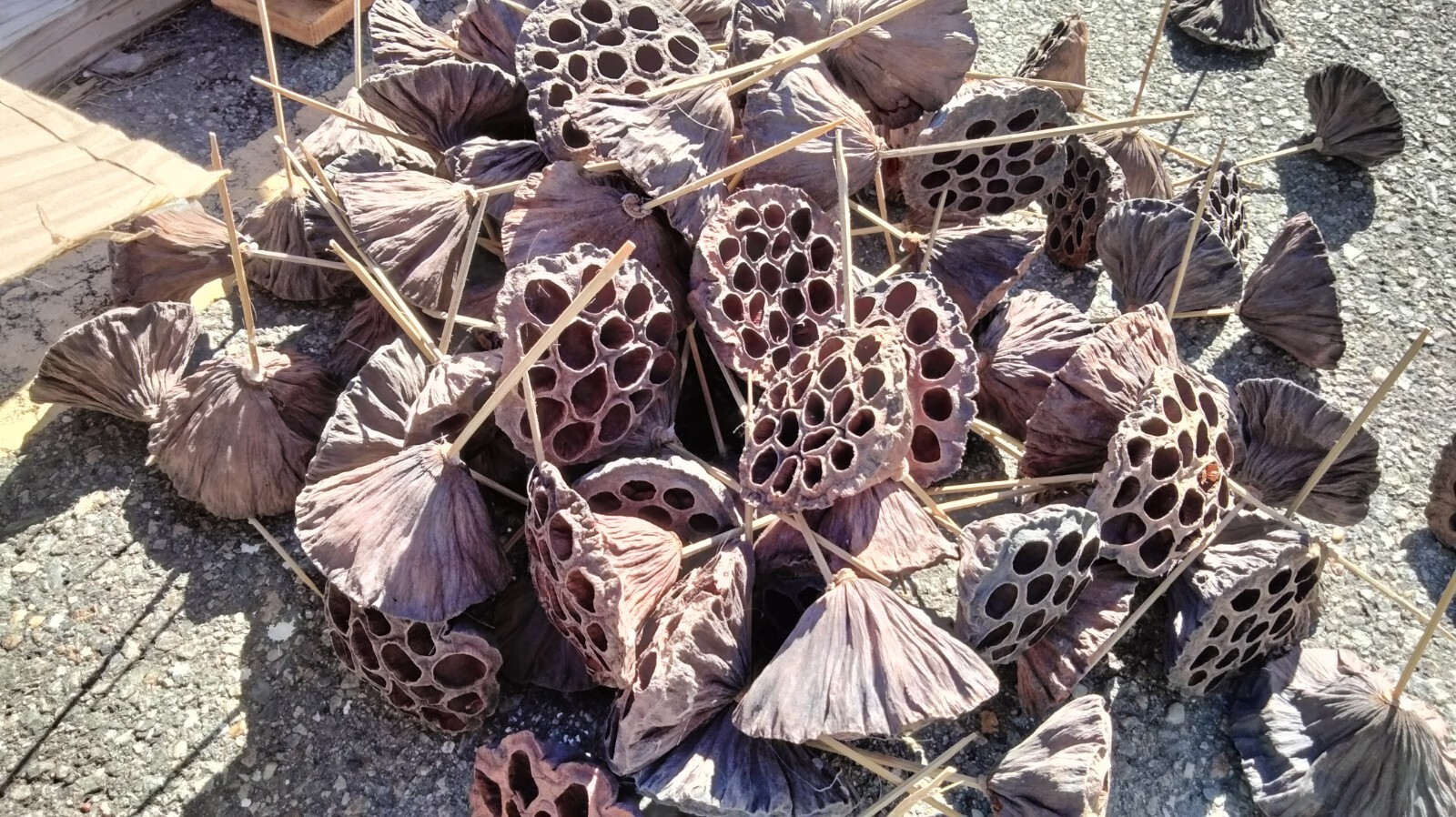 JOBLOT – 6″ Dried Lotus Pods On Pick Natural #14204501