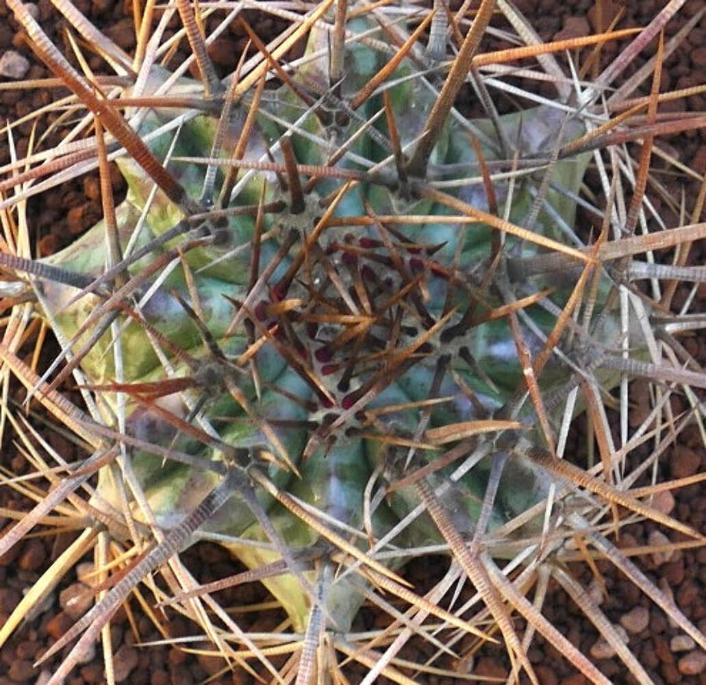 Echinocactus ingens SUPER STRONG SPINES – Giant barrel cactus | Giant hedgehog c