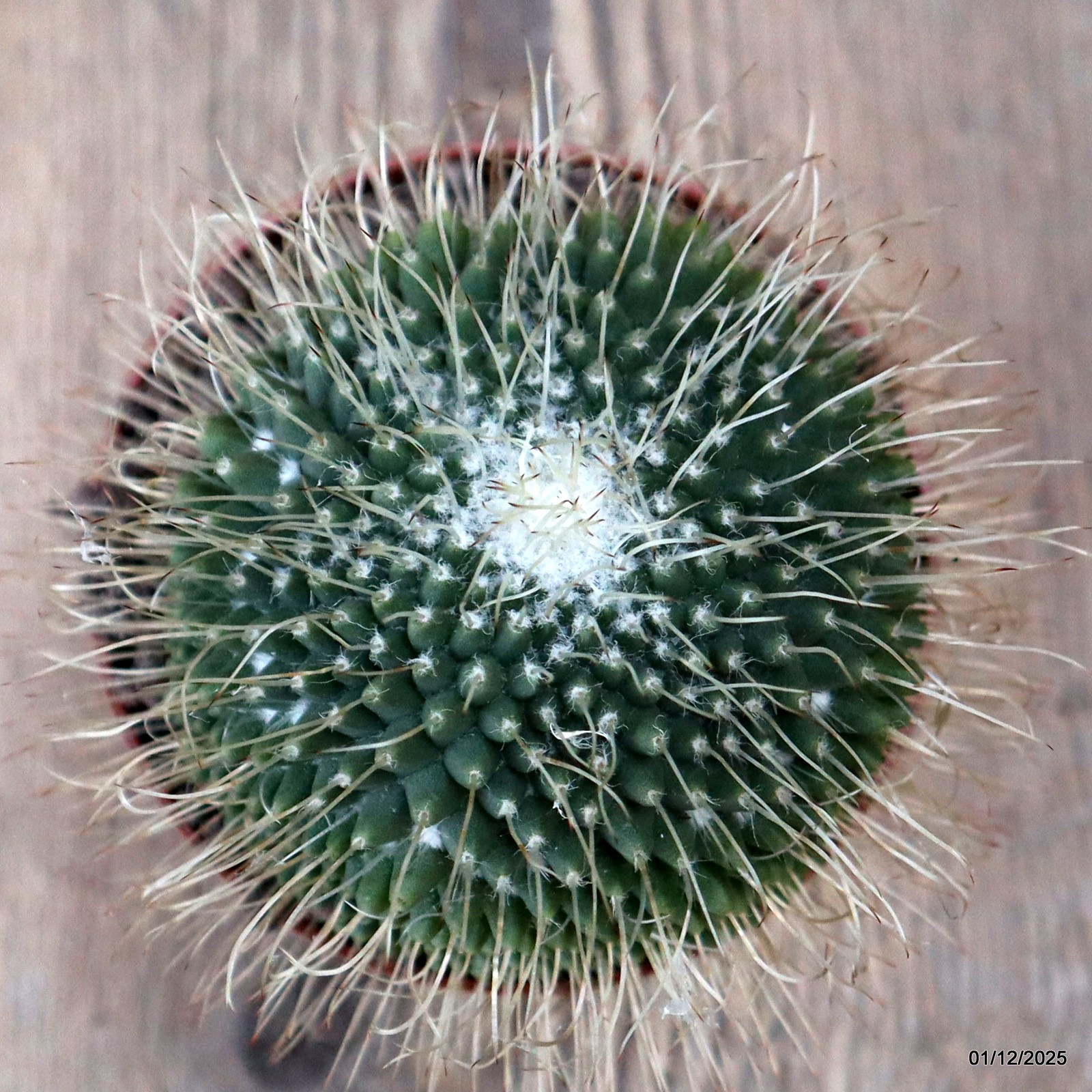 D7618 MAMMILLARIA SPINOSISSIMA UNPICO pot10-H9-W8,5 cm MaMa Cactus