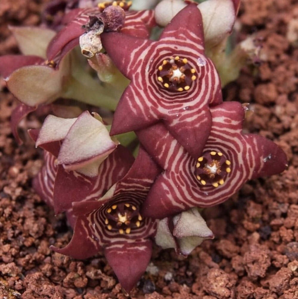 Caralluma europaea var. europaea – European caralluma | Desert star