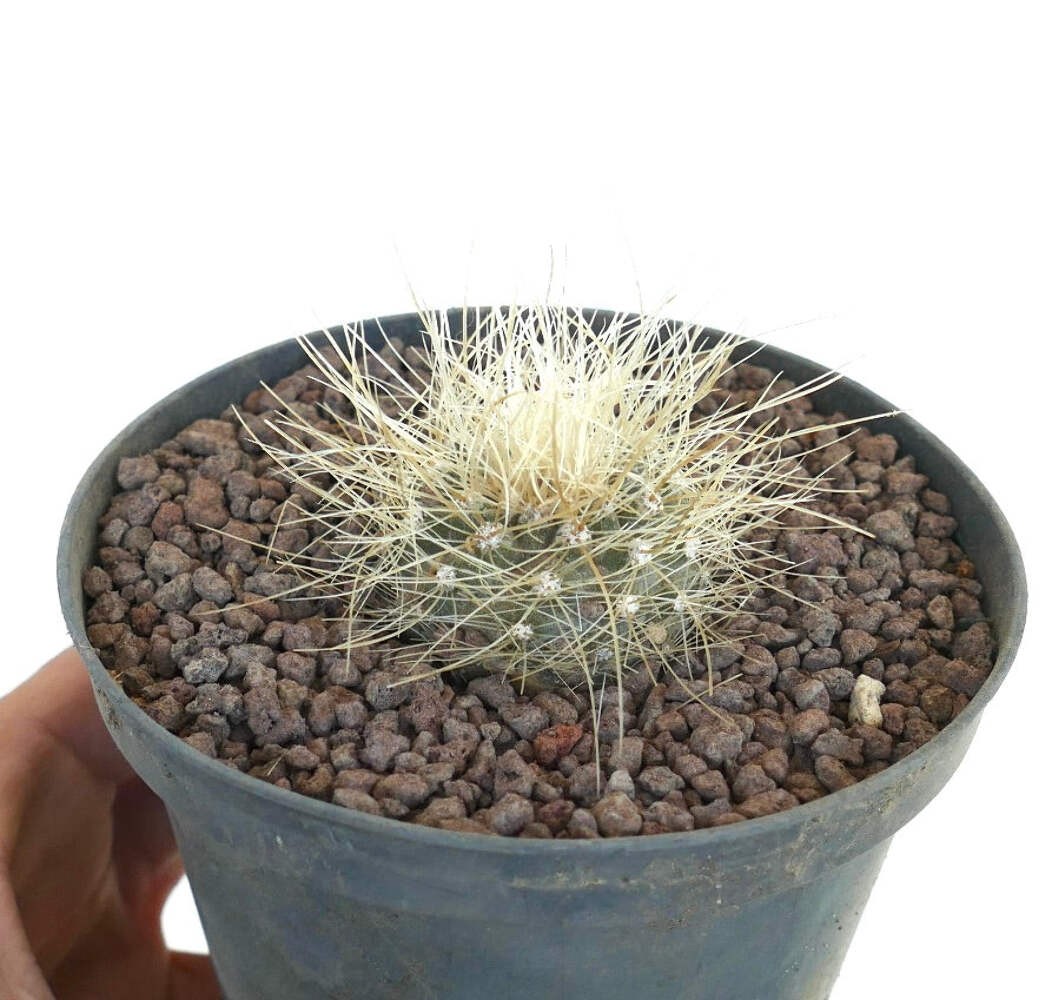 Copiapoa krainziana C310-G839 – no cinerea dealbata