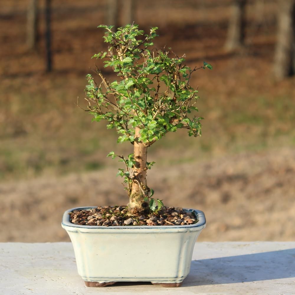 Brussel’s Bonsai Live Chinese Elm Tree, Outdoor – Small, Green