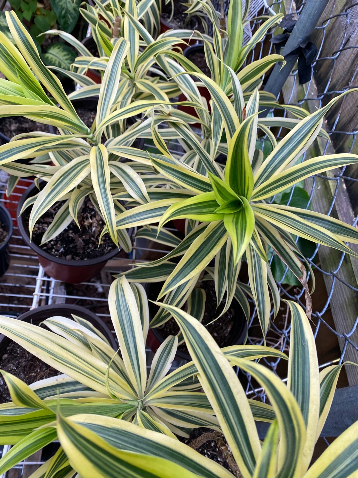 Drácena, Song of India, plant.