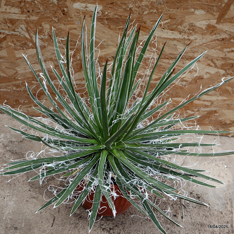D229 AGAVE SCHIDIGERA WHITE pot25-H40-W60 cm MaMa Cactus