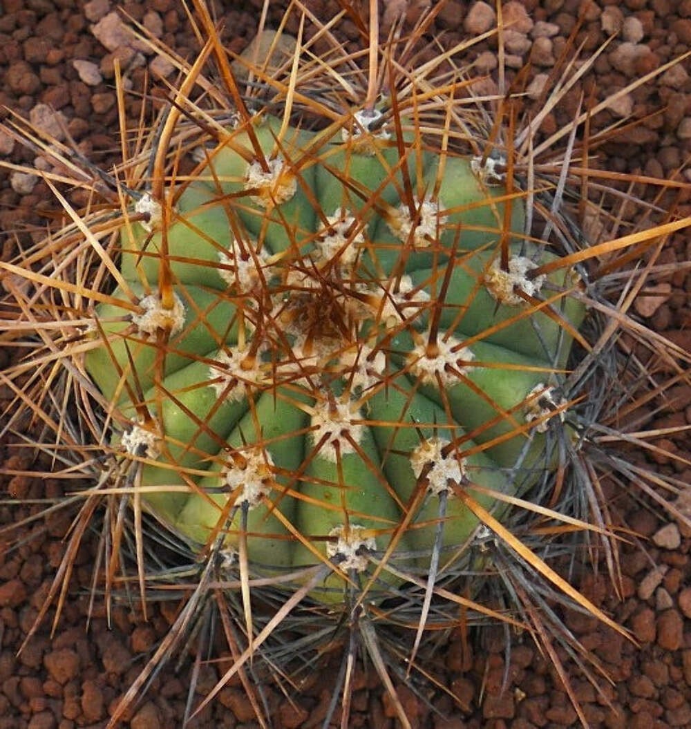 Cereus pasacana BROWN SPINES OT2KK – Pasacana cactus | Argentine saguaro