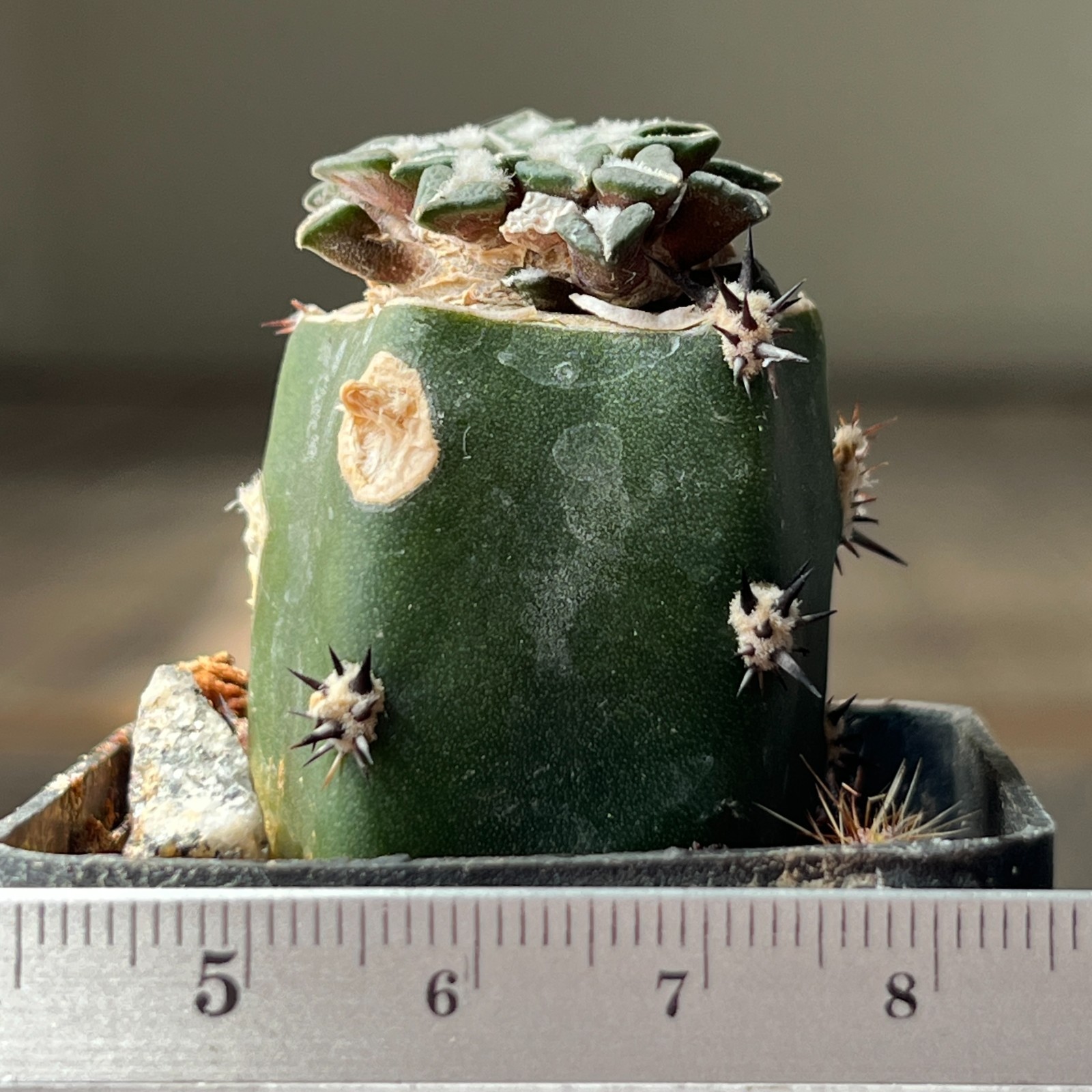 A9-577 Cactus kotschoubeyanus, VM756, Santa Ana, Tam, grafted