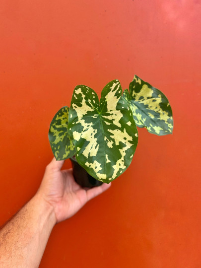 Alocasia Hilo Beauty in 4″ Pot | Elephant Ears Plug | Caladium Indoor & Outdoor
