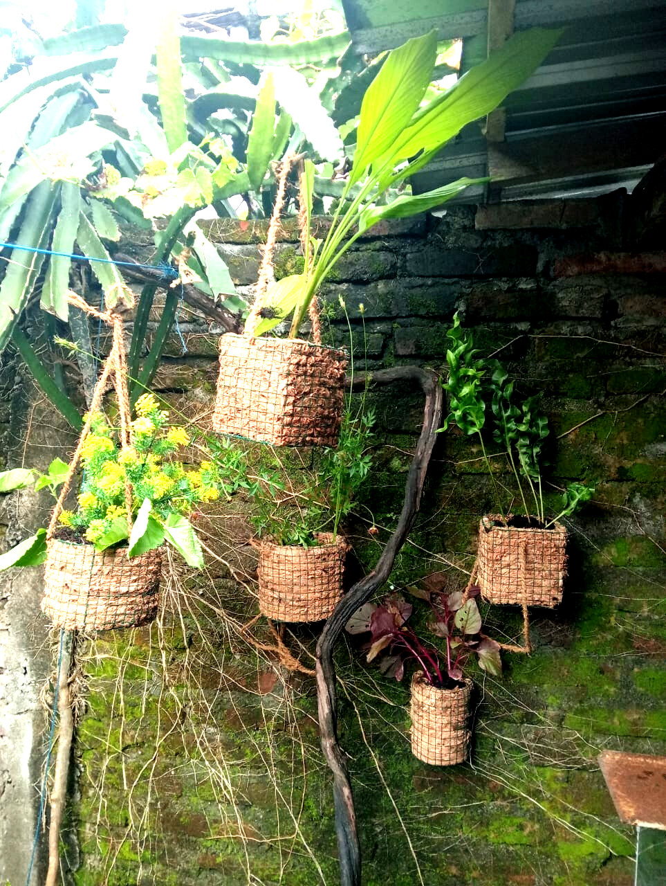 Cocopit pot-natural coconut fiber planter