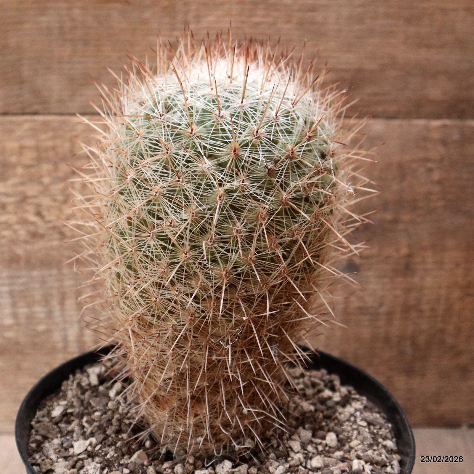 D7894 THELOCACTUS MACDOWELLII pot18-H19-W11 cm MaMa Cactus