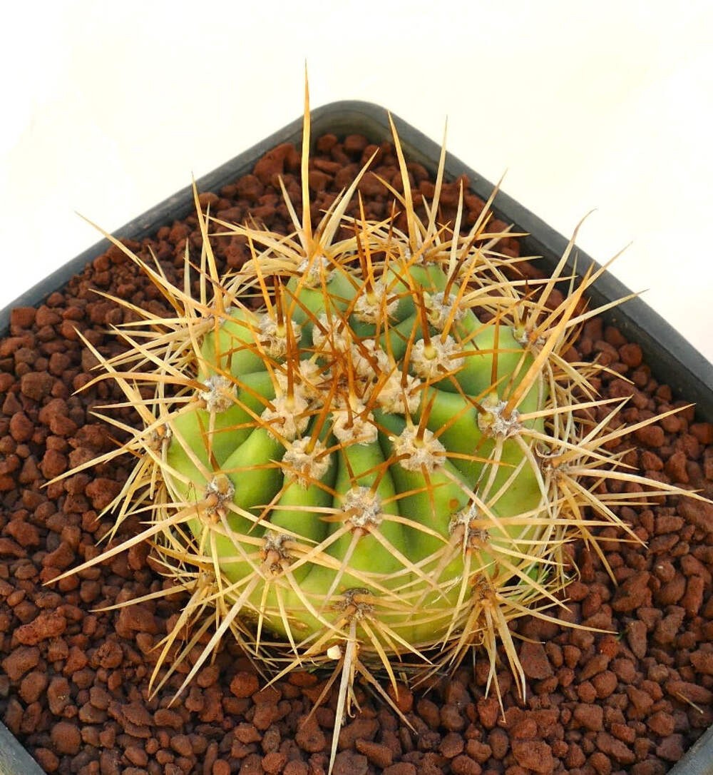 Cereus pasacana GOLDEN SPINES – Pasacana cactus | Argentine saguaro