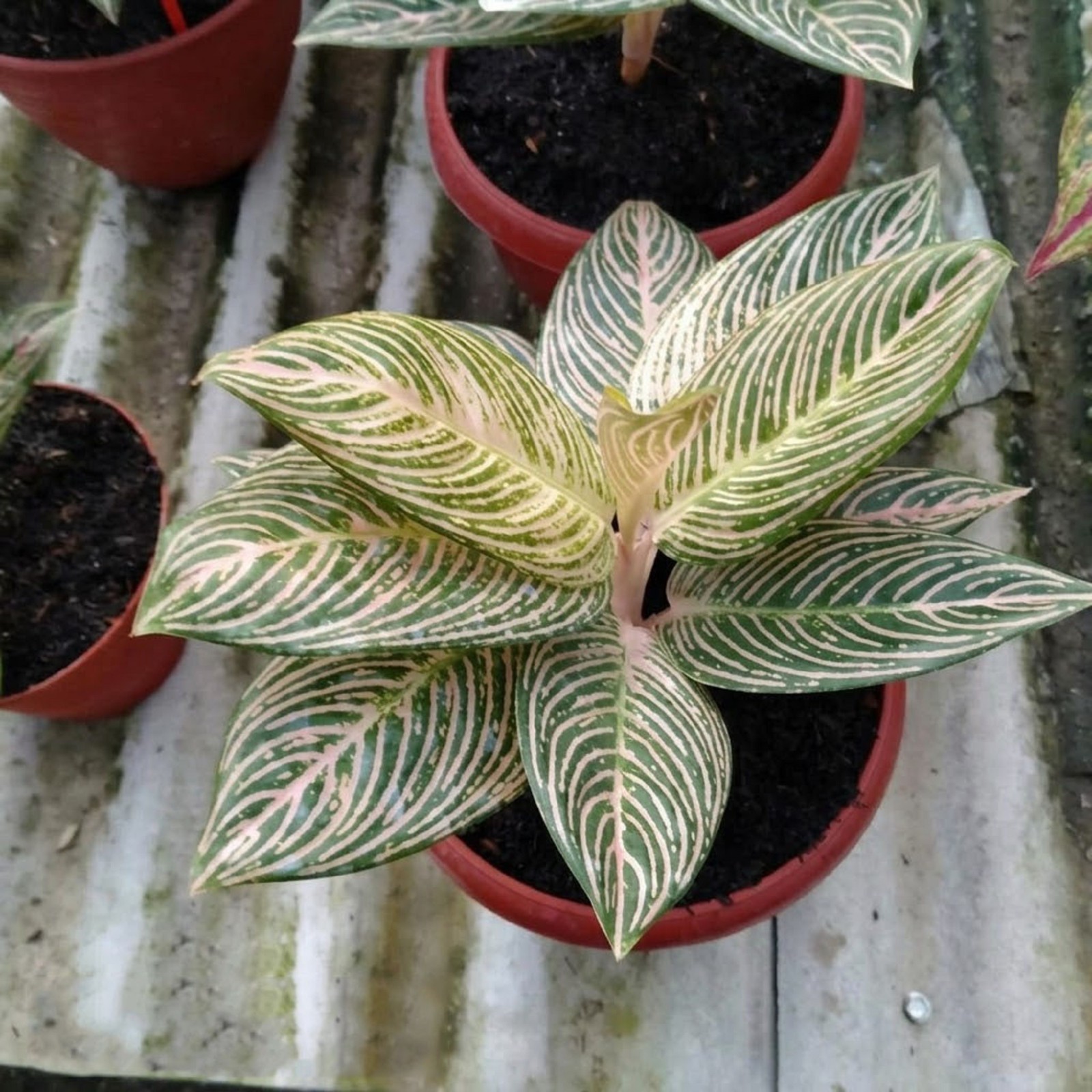 Aglaonema Golden Hope Medium Rare Yellow Green Chinese Evergreen Variegated