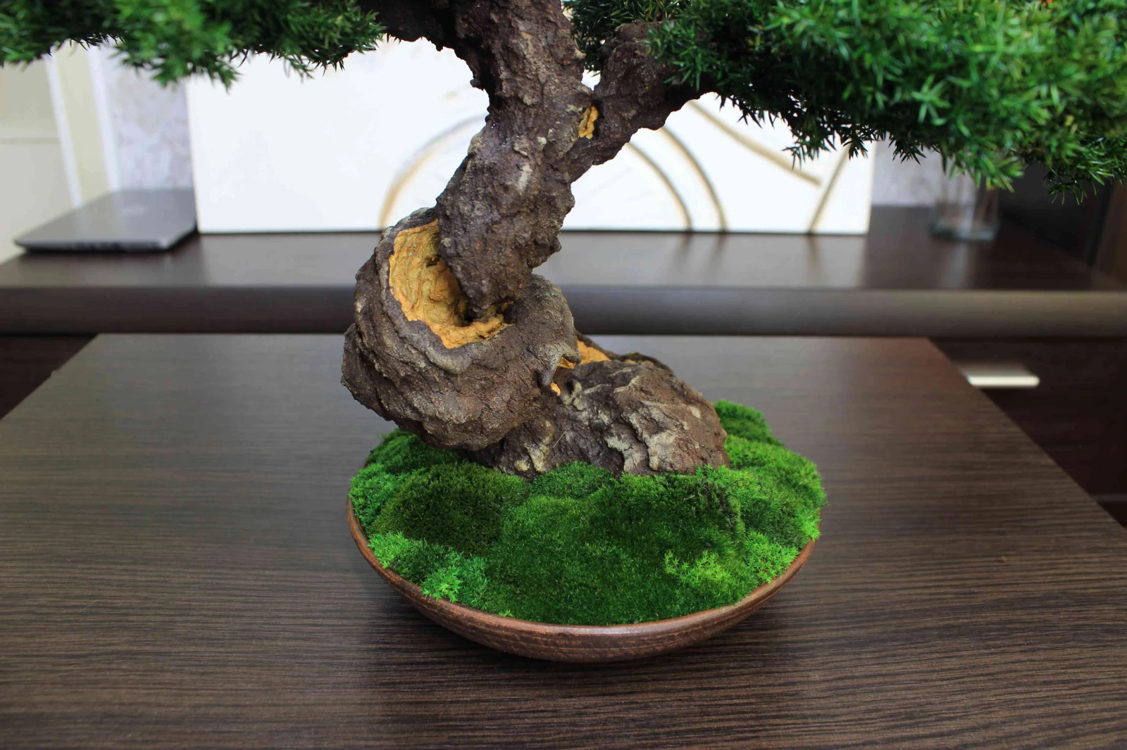 Exclusive Preserved Juniper Bonsai – Interior Art Sculpture. 40 cm / 15.75″