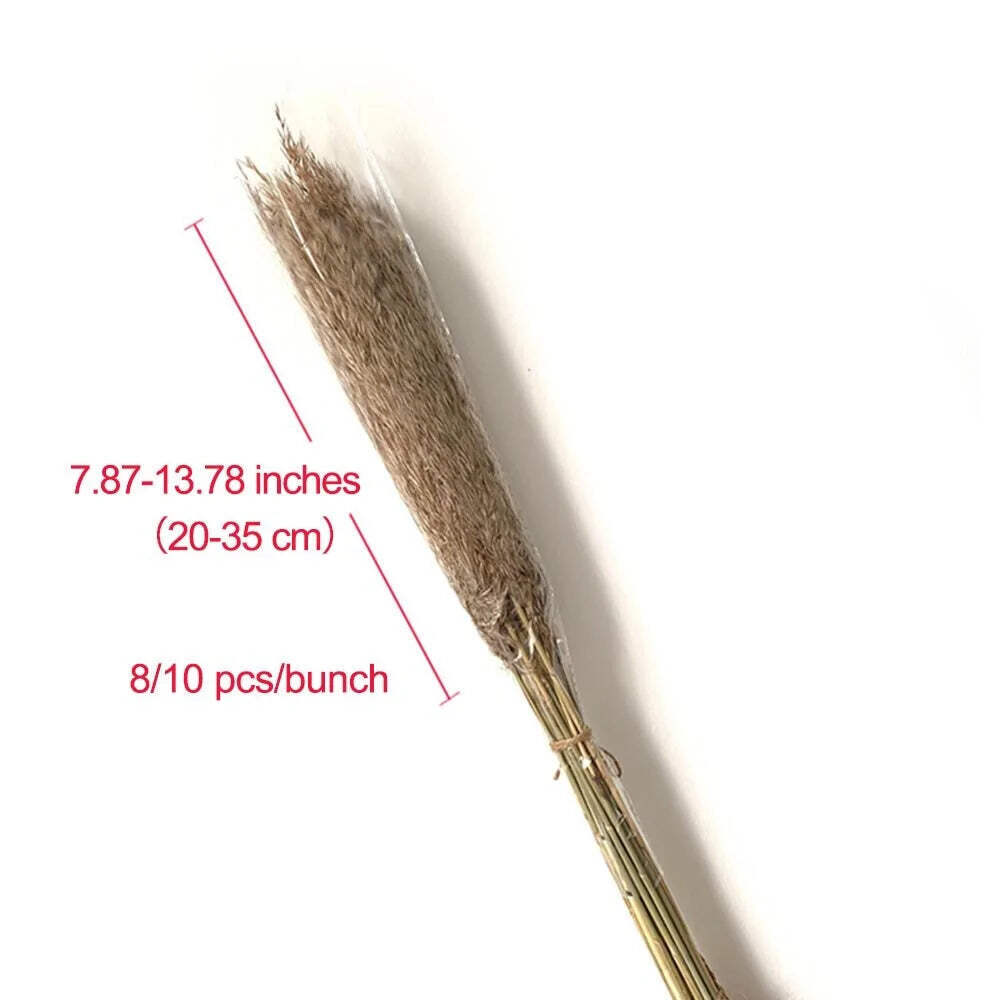 Pampas Grass Dried Decor Natural Home Boho Bouquet Decor, PCS for Stems White