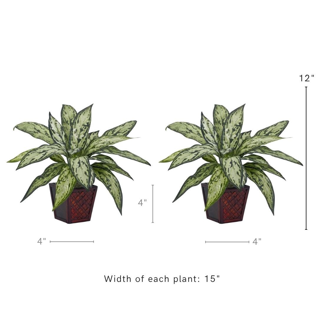 Silver Queen Silk Plant (Set of 2)