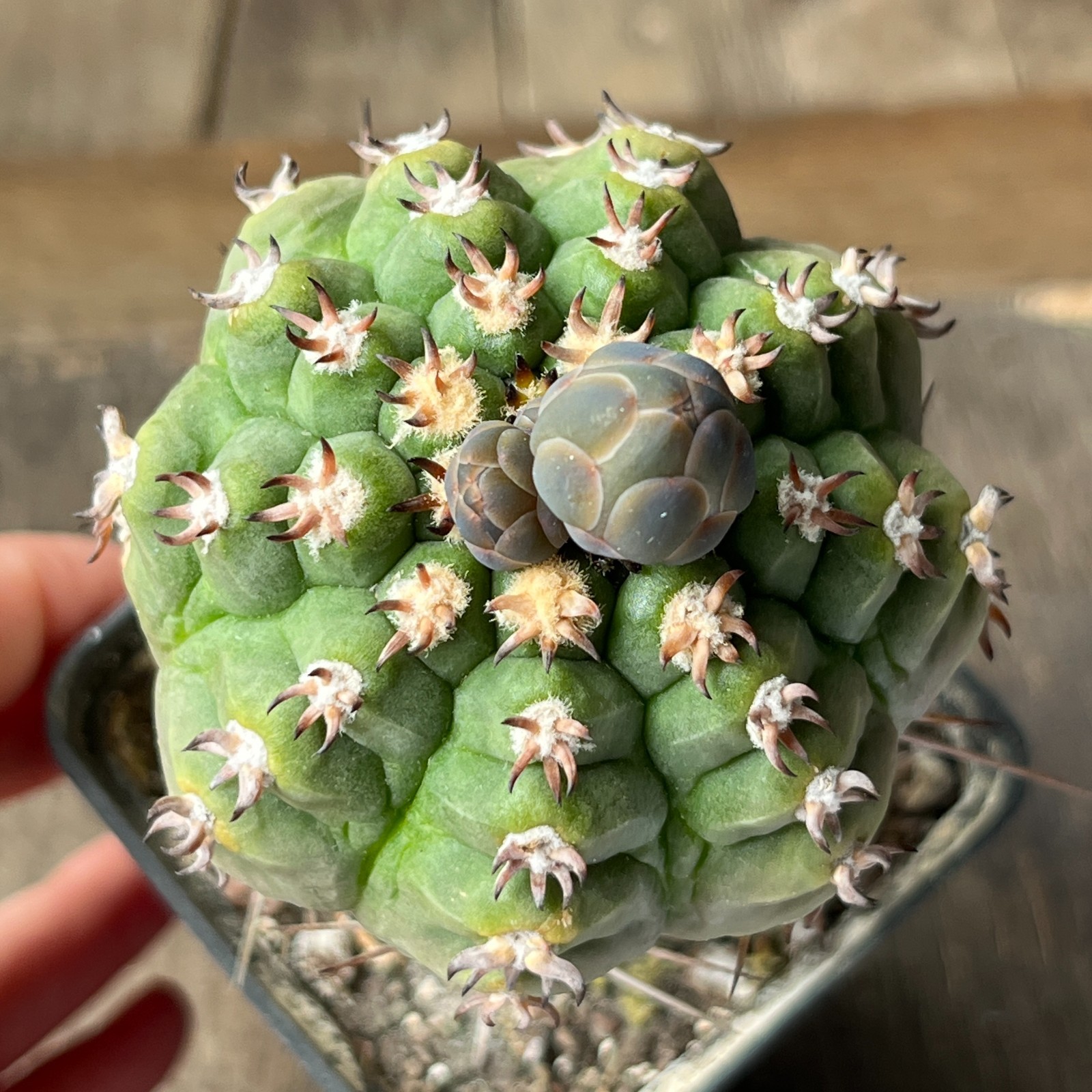 A38-2062 Gymnocalycium spegazzinii SL-044b, grafted
