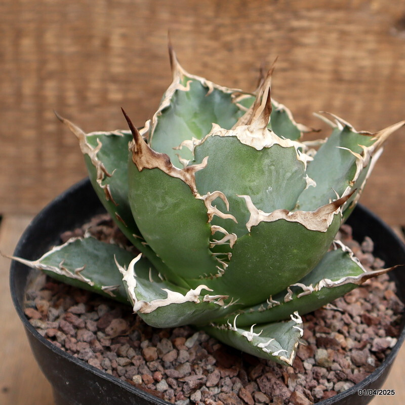 D120 AGAVE TITANOTA pot14-H9-W13 cm MaMa Cactus