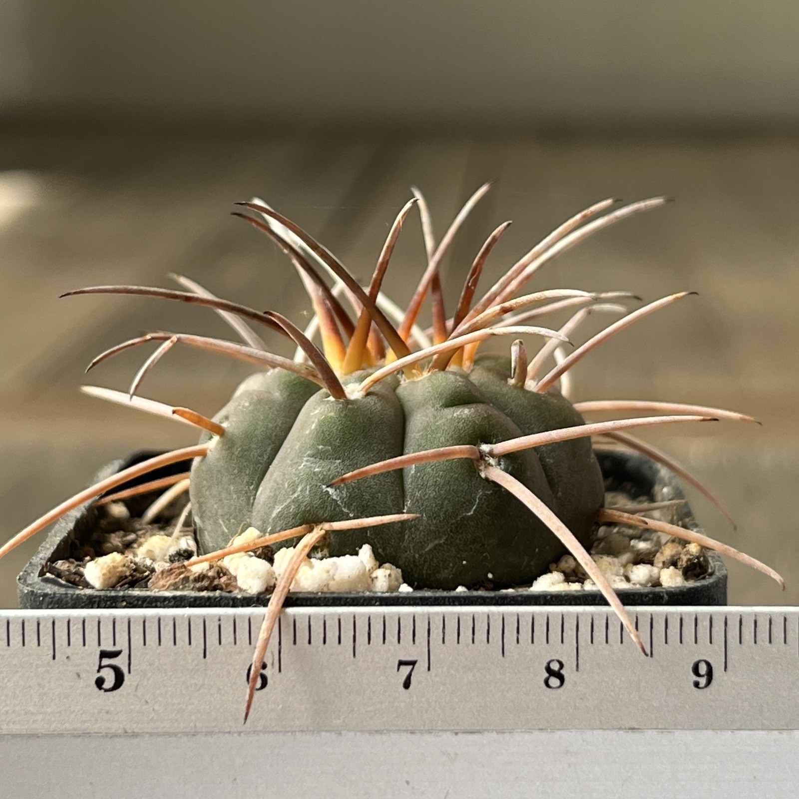 A12-1697. G. spegazzinii Lf 68, La Angostura, Salta, own root