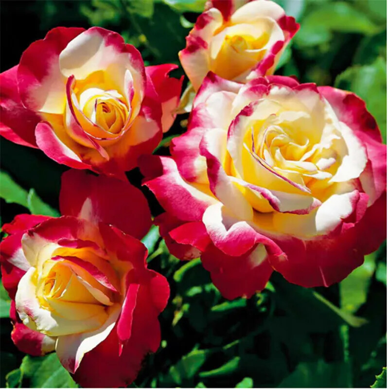 (10) ROSE SEEDS RARE exotic perennial flower garden bush tea USA SELLER W/TRACK
