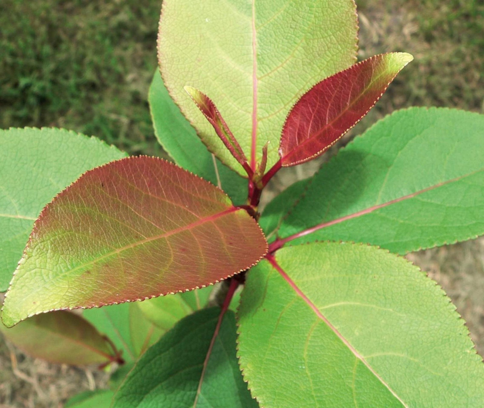 Populus purdomii – Purdom’s Poplar | Rare Tree