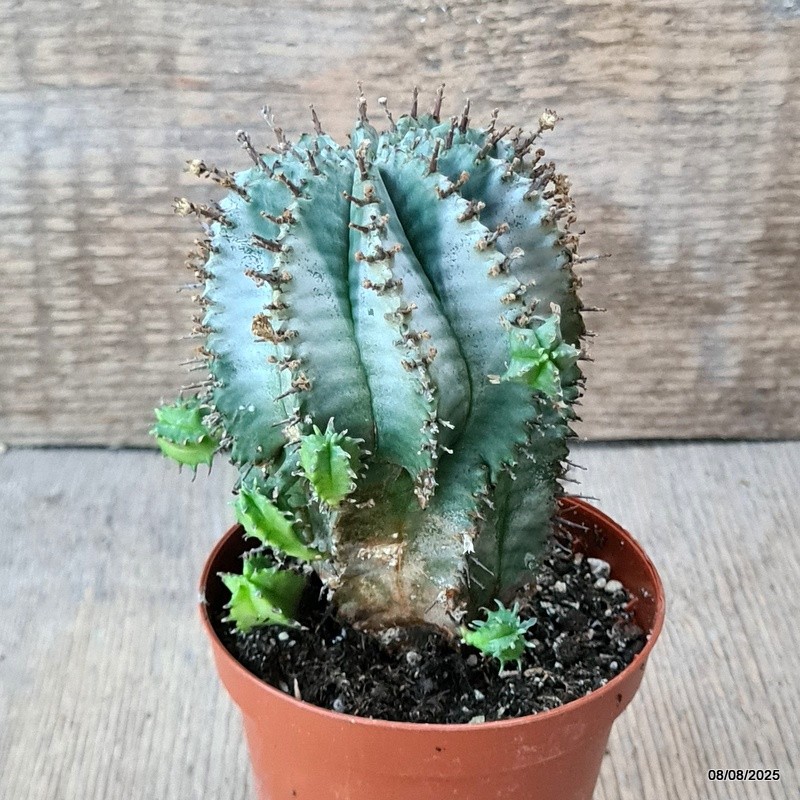 D5797 EUPHORBIA POLYGONA SNOWFLAKE pot8,5-H11-W8 cm MaMa Cactus