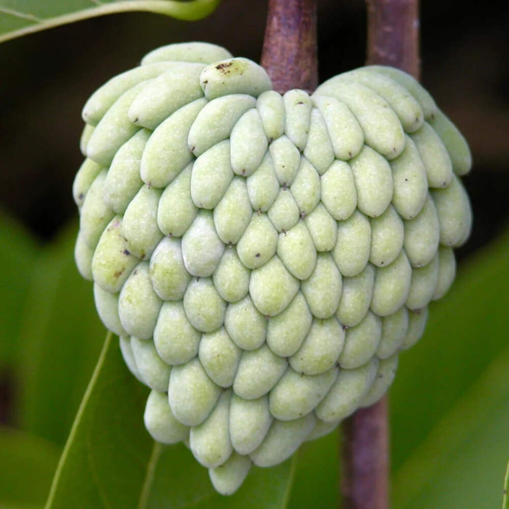 Annona cherimola – Cherimoya | Custard apple