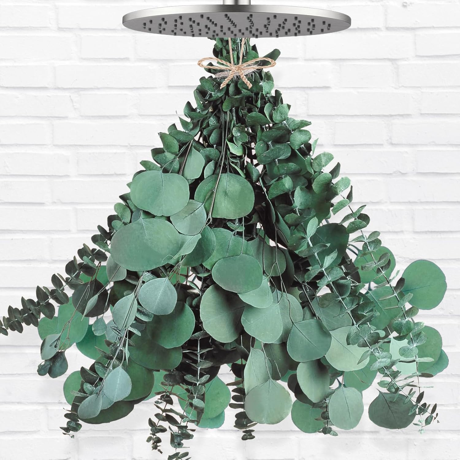 12 Pcs Large Dried Eucalyptus & Silver Dollar Leaves Bundle – Natural Real Fresh