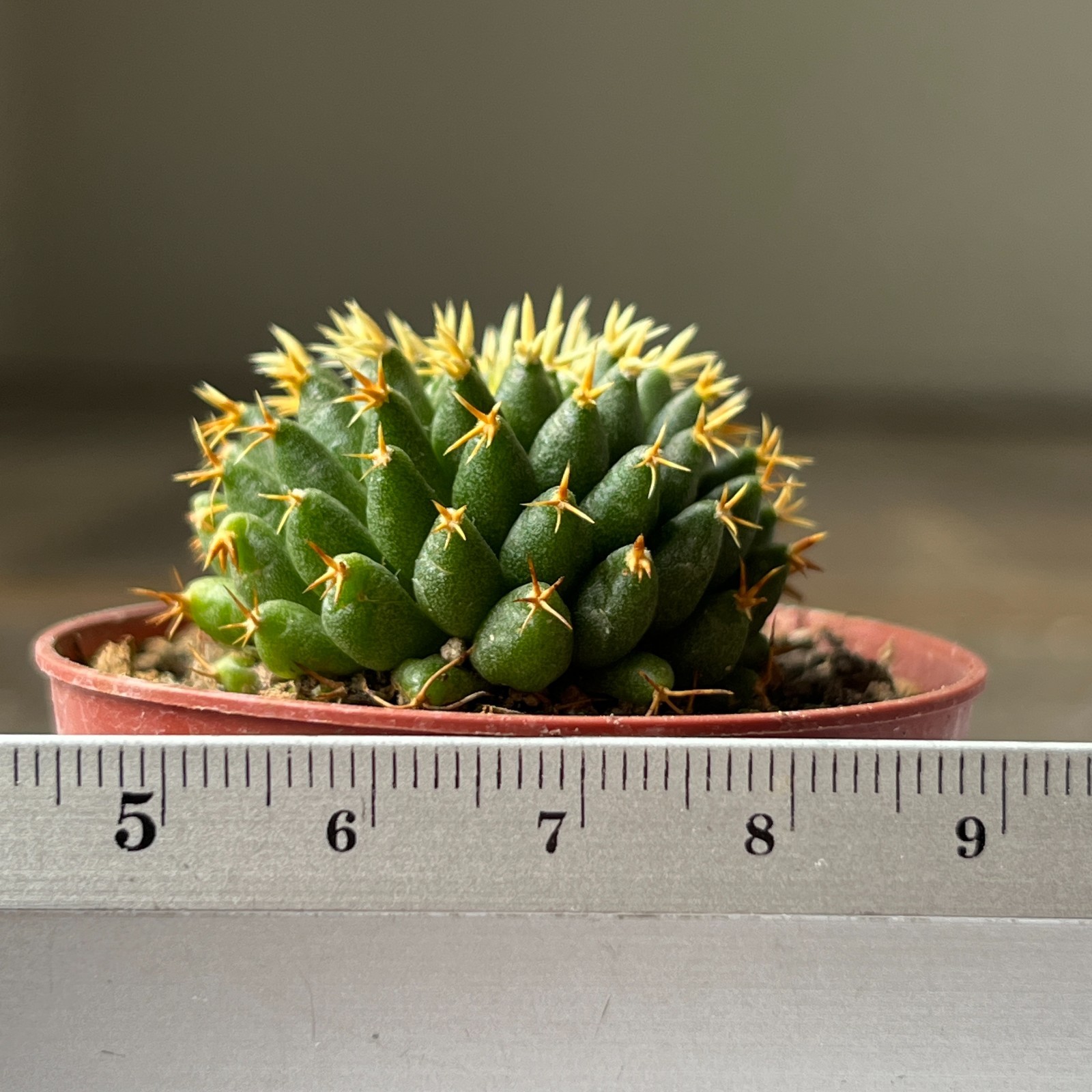 A17-1419 Mammillaria comptotricha cv. BRU, own root