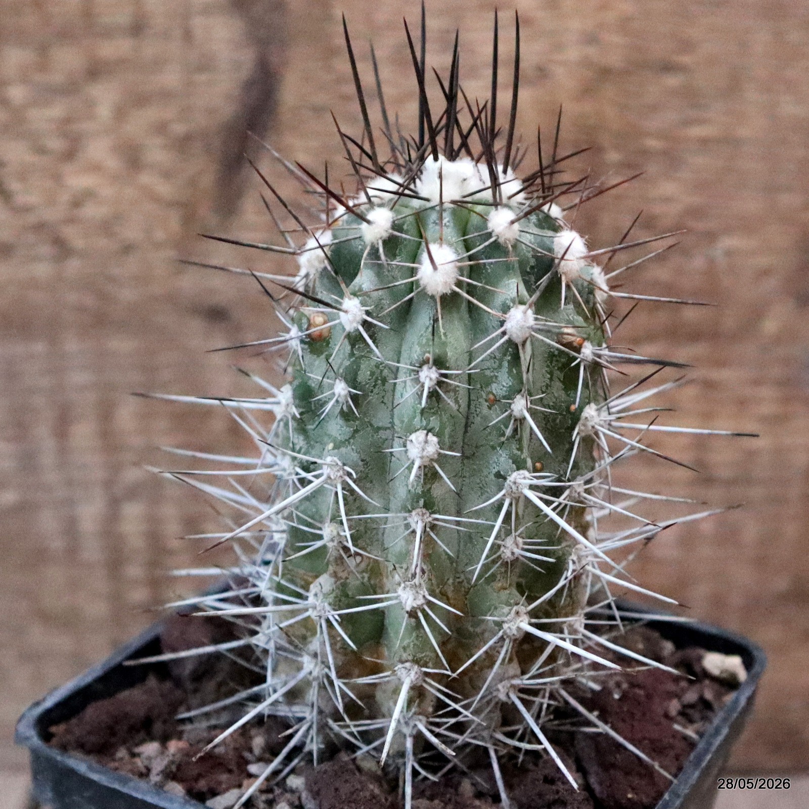 D3268 COPIAPOA LONGISPINA pot10-H11-W5,5 cm MaMa Cactus
