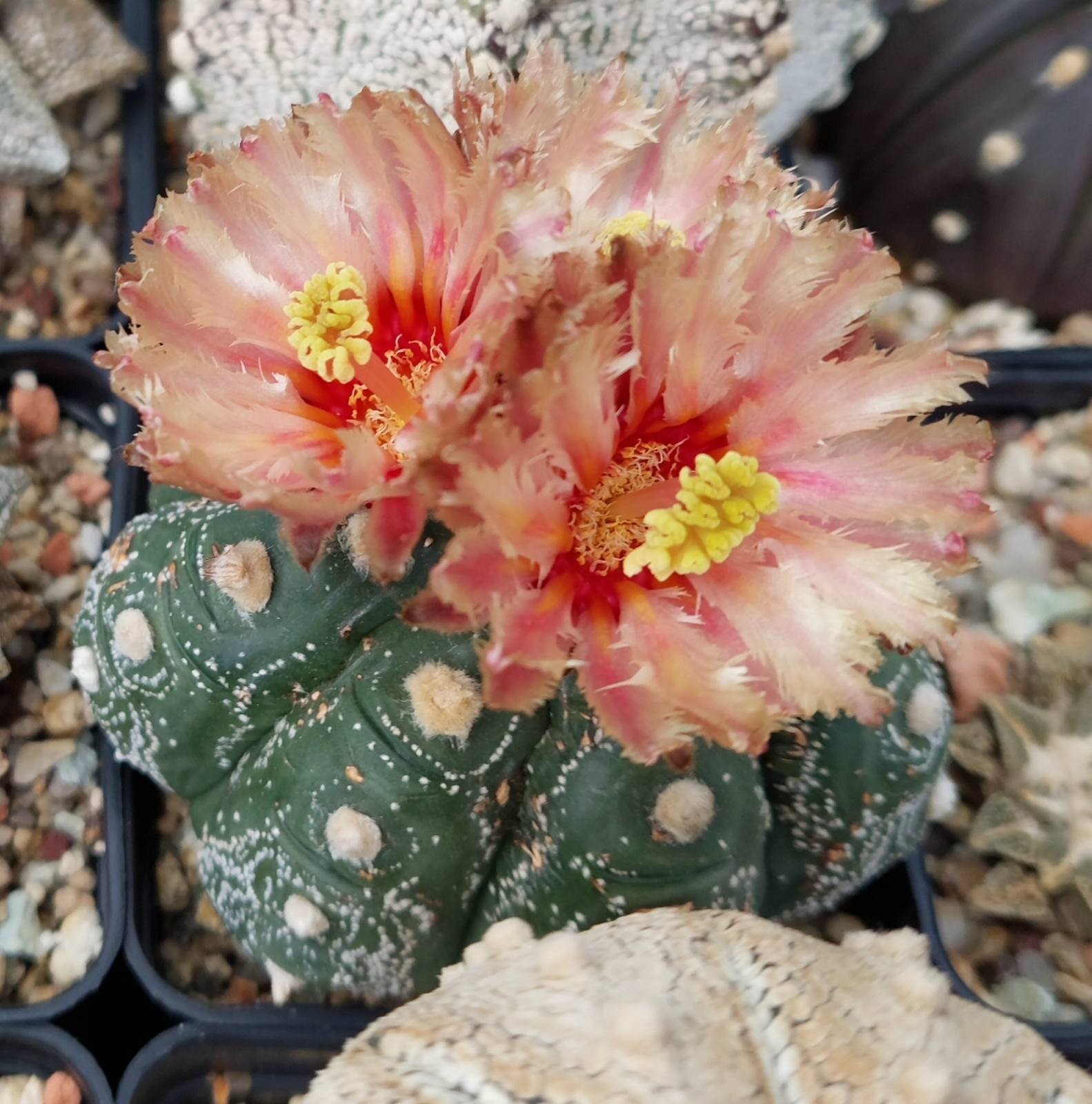 Astrophytum asterias ‘Shinshowa Kikko’ x ‘Akabana’ 10seeds harvest 2025