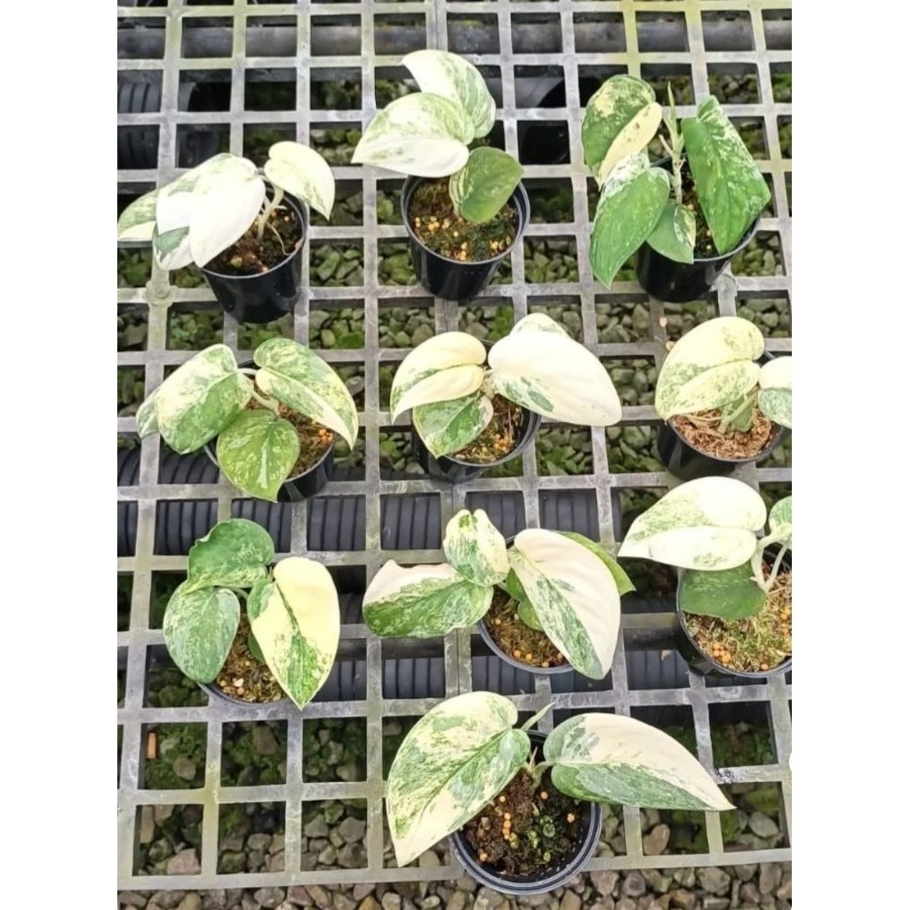 Scindapsus Mangurai, Rare Variegated, Real Picture, Aroid Houseplant