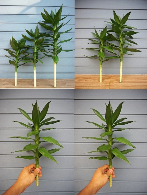 3 Pcs Lucky Bamboo ,Dracaena braunii Tall 25-35 Cm. without root