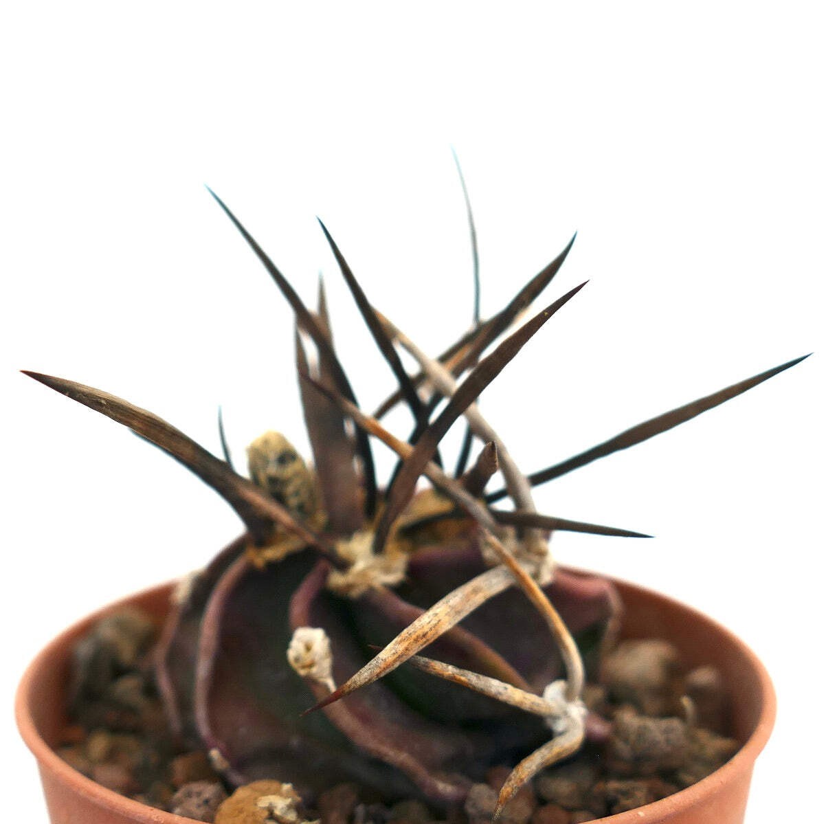 Astrophytum capricorne cv SUPER BUFFALO – Goat’s horn cactus | Star cactus