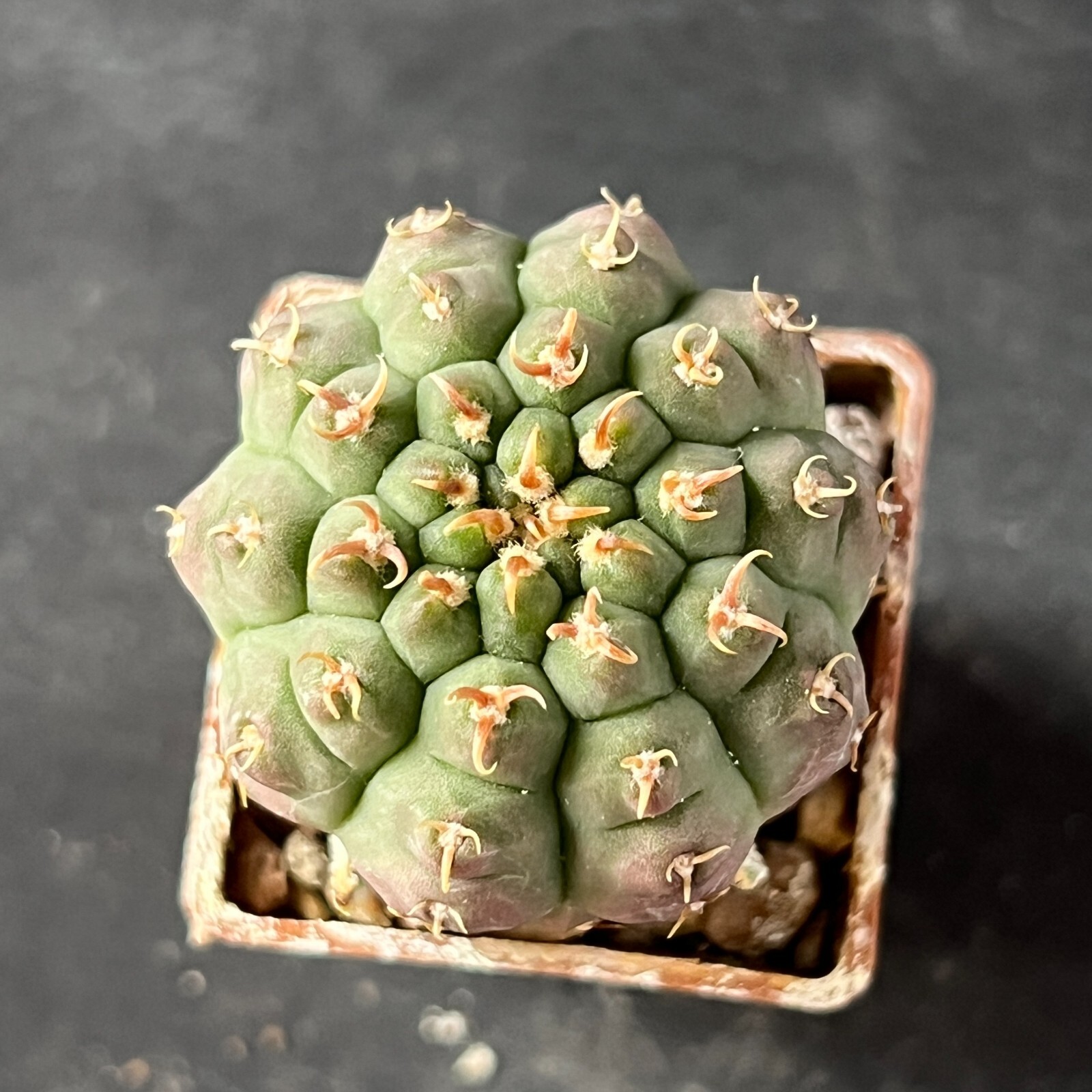 A7-1266. Gymnocalycium vatteri v. unguispinum (Grafted