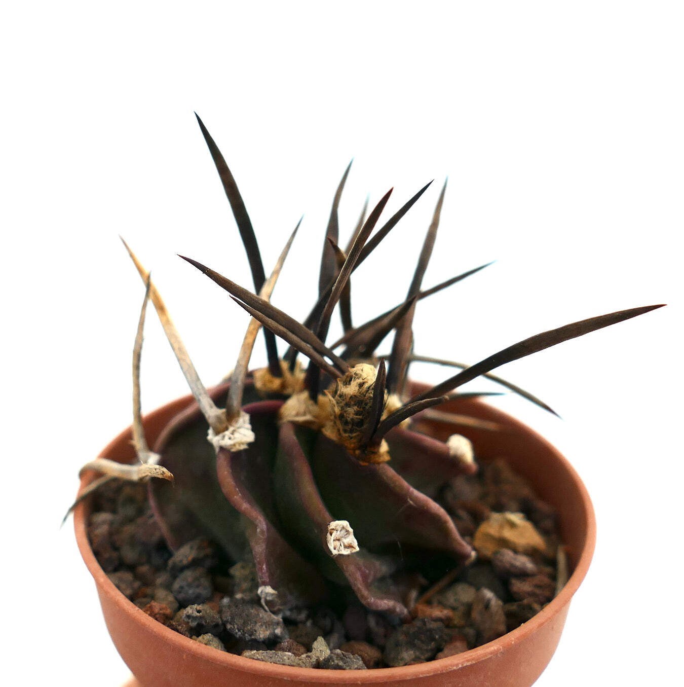 Astrophytum capricorne cv SUPER BUFFALO – Goat’s horn cactus | Star cactus