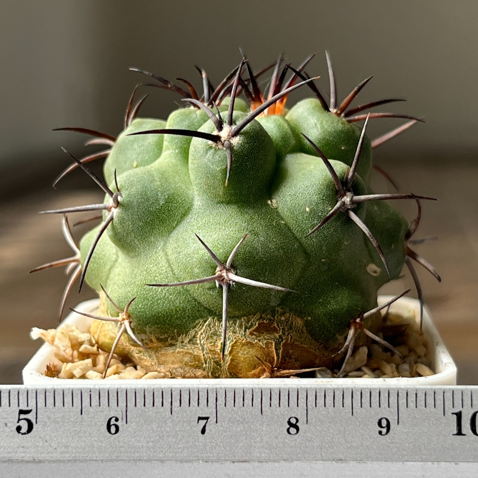A13-1514 Copiapoa coquimbana RUS200, Villa Pulclaro, chile, own root