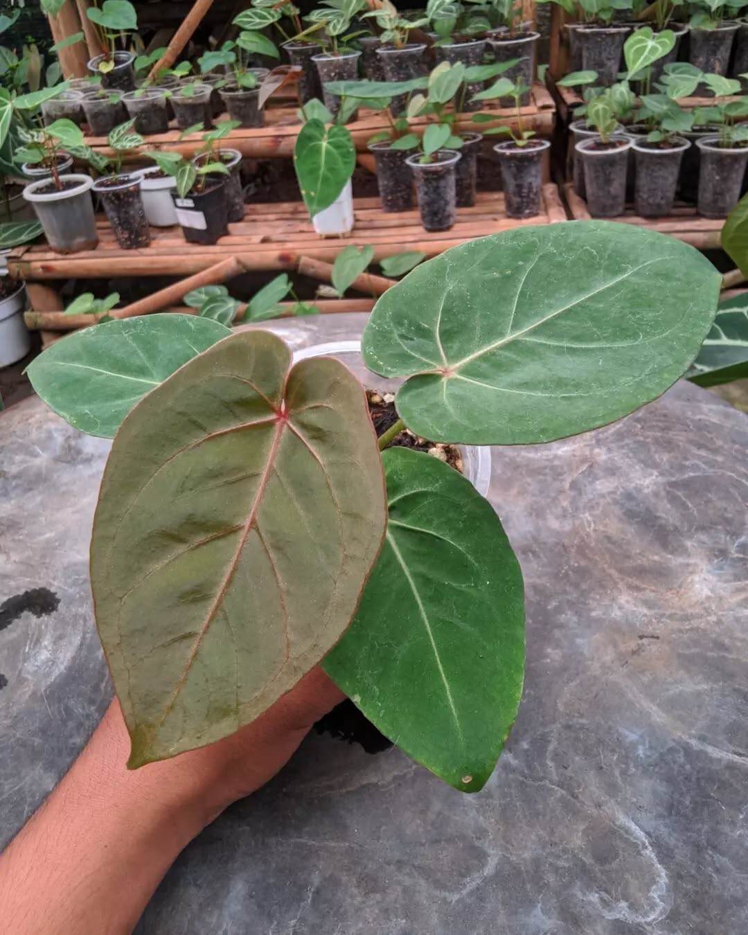 Anthurium hoffmanii red sinus rare anthurium variegated plant