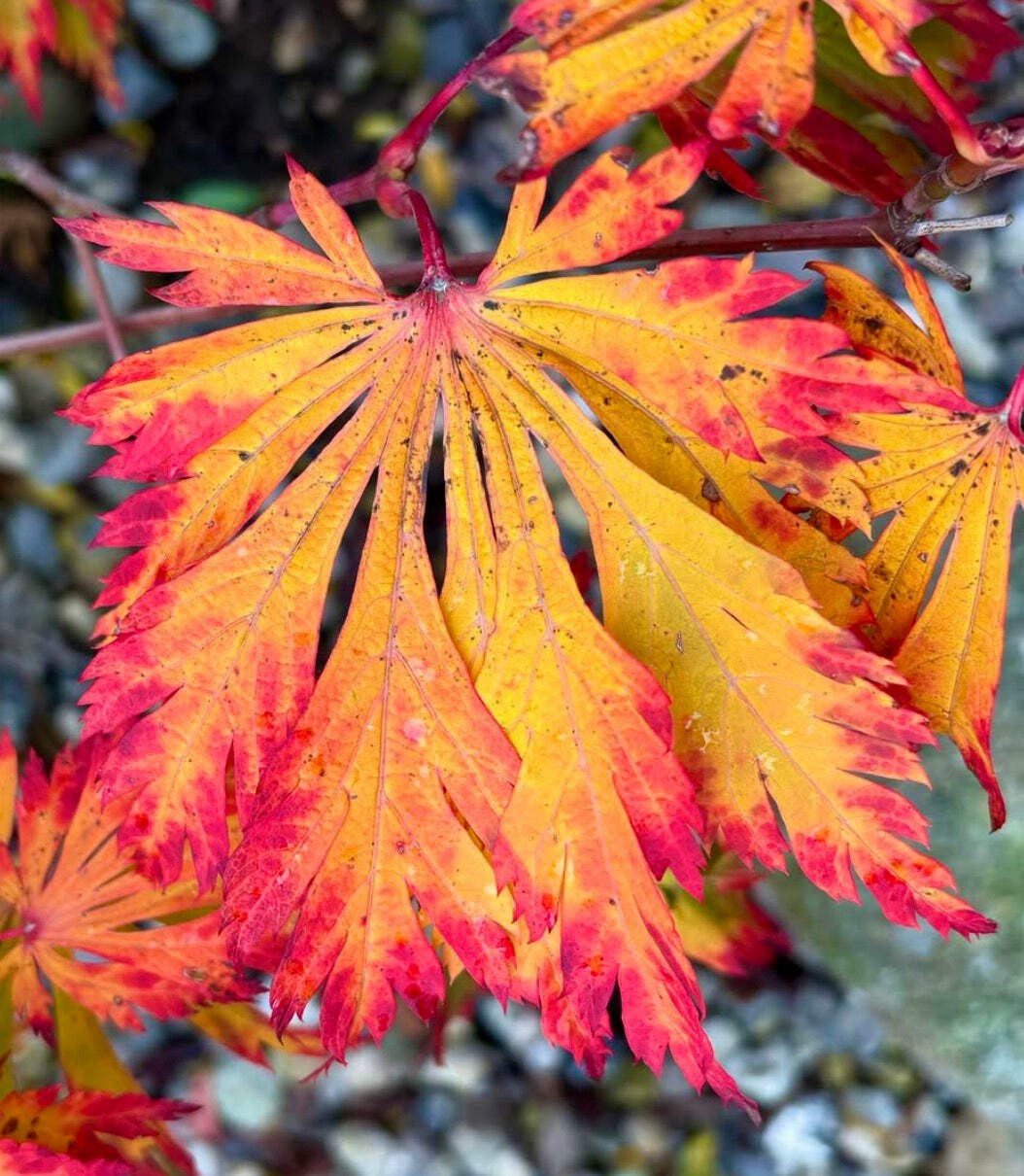 Acer japonicum cv ‘aconitifolium’ – Fullmoon maple | Downy Japanese maple