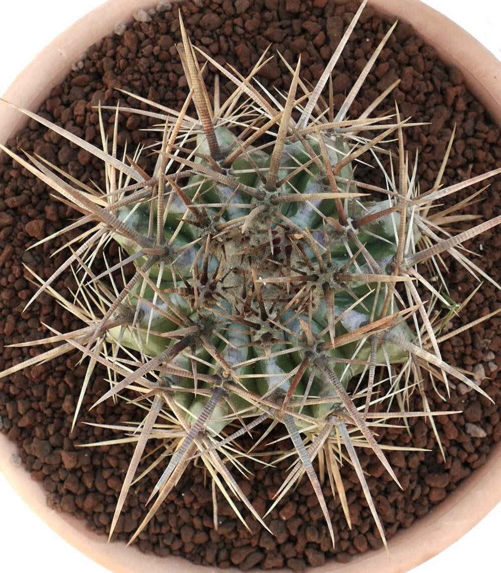 Echinocactus ingens 18cm diameter STRONG SPINES – Mexican giant cactus | Giant b