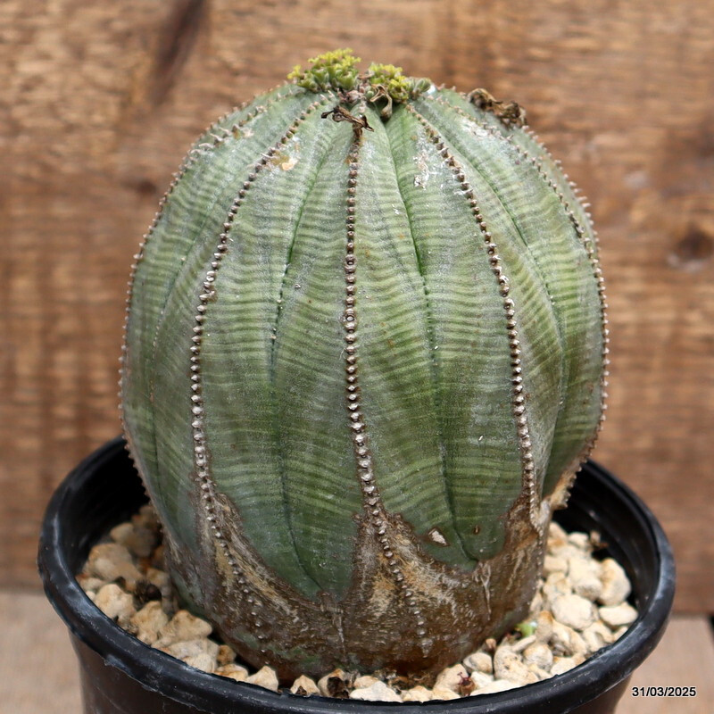 D1579 EUPHORBIA OBESA ARROW VERY OLD pot 12 cm H 9 cm W 9 cm MaMa Cactus
