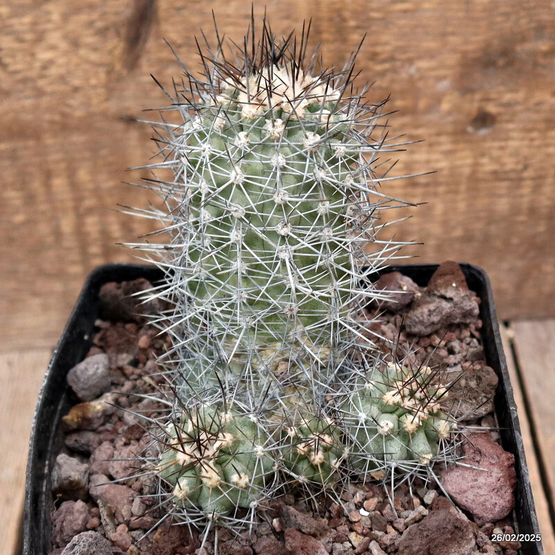 D3678 COPIAPOA LONGISPINA pot14-H13-W11 cm MaMa Cactus