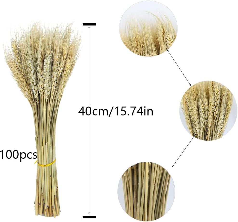 100 Pcs Dried Wheat Stalks Bundle Grass Natural Dried Wheat Sheaves Stems Dried