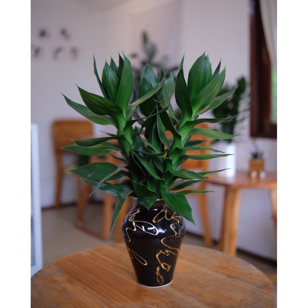3 Pcs Lucky Bamboo ,Dracaena braunii Tall 25-35 Cm. without root