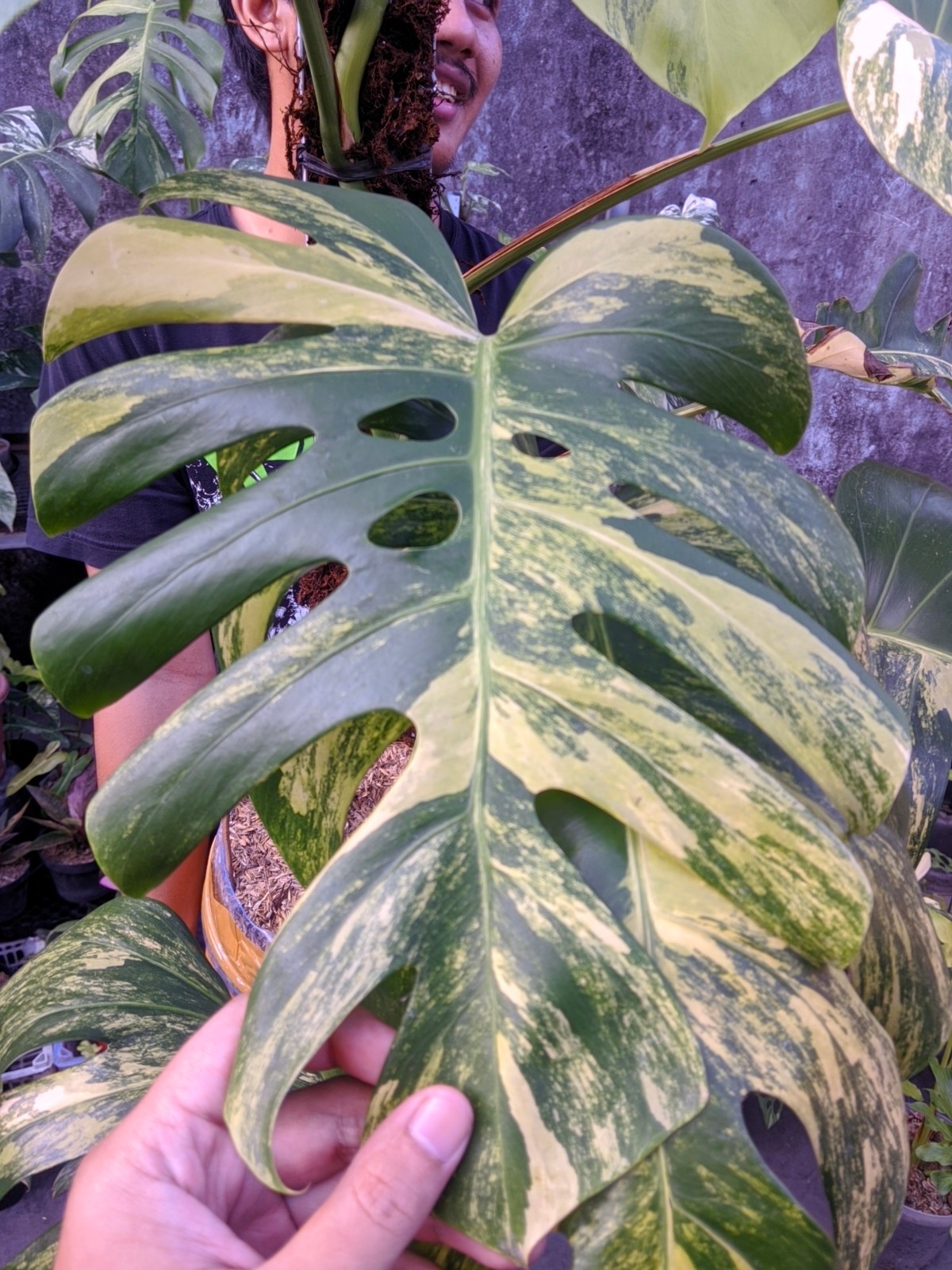 Monstera Marmorata Tricolor Variegated Large Size Real Picture