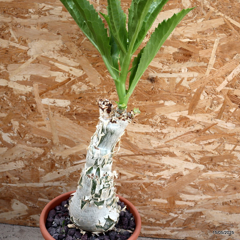 D1723 CYPHOSTEMMA CISSUS JUTTAE pot25-H32-W13 cm MaMa Cactus