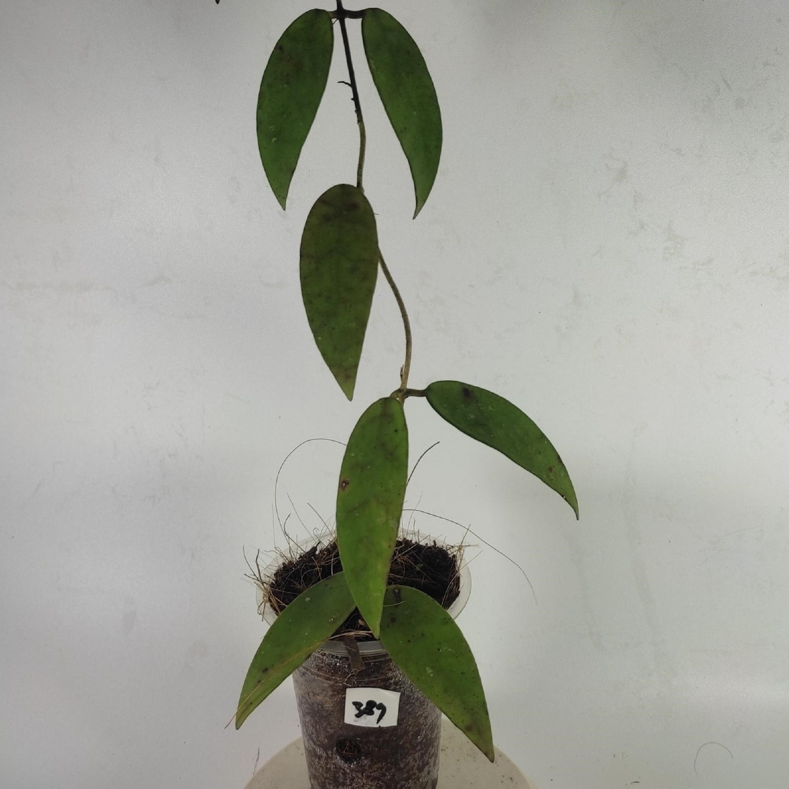 Hoya Scortechinii Rare Wax Plant Exotic Tropical Climbing Hoya Easy Care Indoor