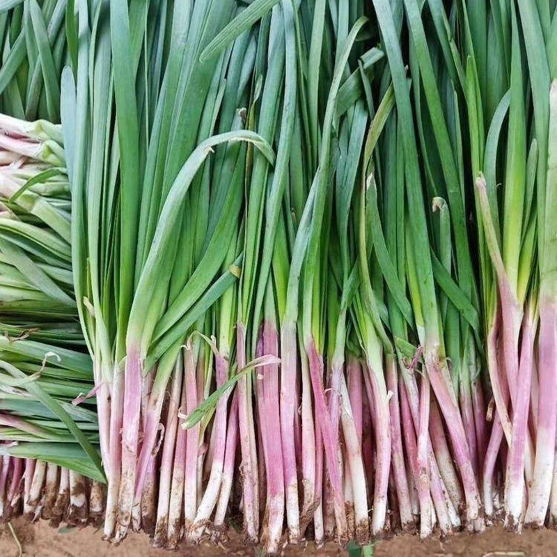 CHIVES GARLIC 400 Seeds Herb Culinary AUTUMN WINTER SPRING SUMMER Herbal Garden