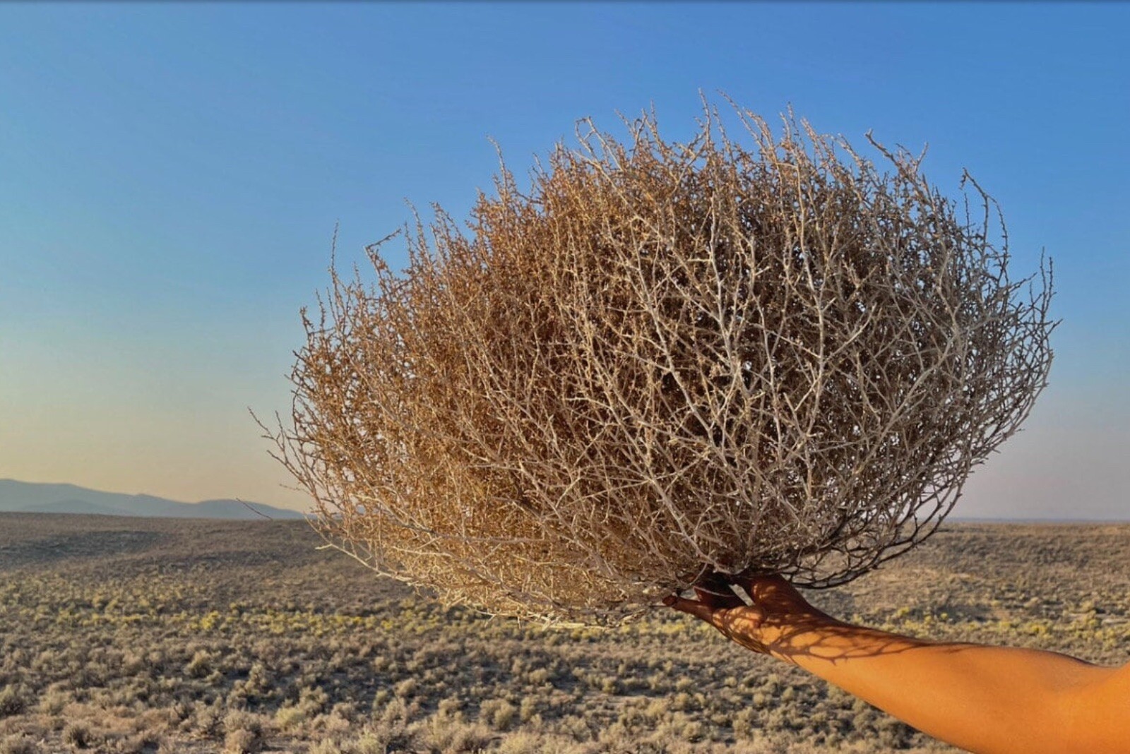 Tumbleweeds !! Best & FULL!! XL Size! 2ft+ Huge Natural Western Decor Nevada USA