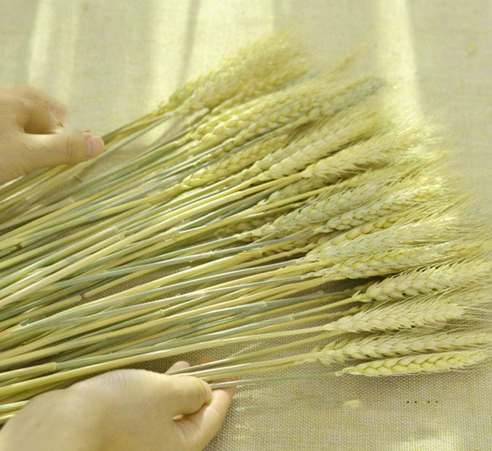 100 Stems Dried Wheat Stalks Natural Wheat Bundle for Home Decor DIY Crafts